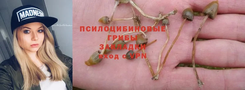 Псилоцибиновые грибы Psilocybe  Сорск 